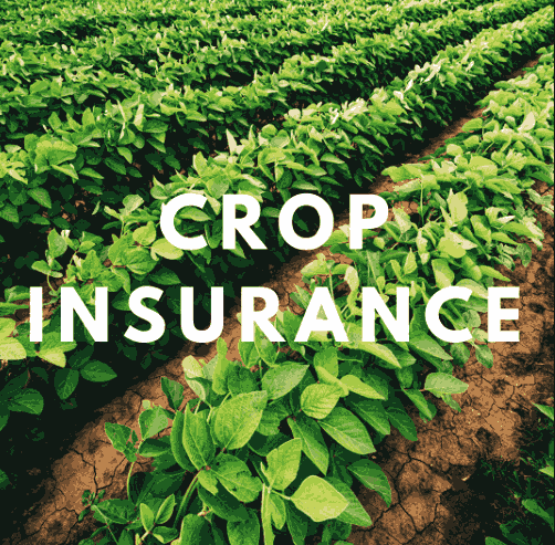 crop insurance